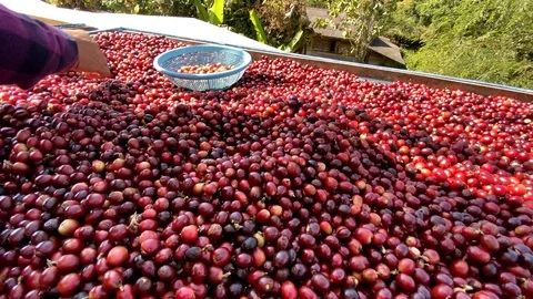 Closeup Red Dried coffee beans Background Stock Footage 124115545