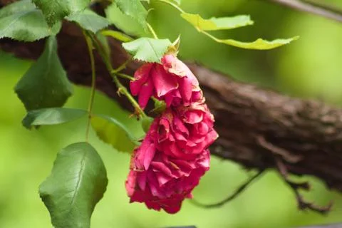 Closeup of red dried roses with selective focus on foreground Stock Photos