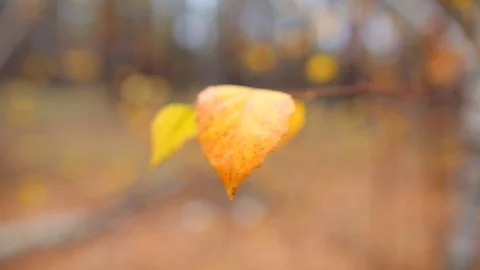 Closeup red dry birch tree in autumn quiet forest, outdoor background Stock-Footage 119319453
