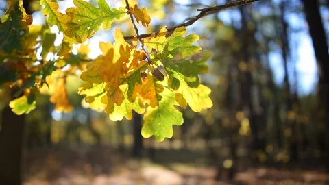 Closeup red dry oak tree branch in a sunlight Stock-Footage 117167473