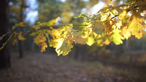 Closeup red dry oak tree branch in the autumn forest Stock Footage 117167591