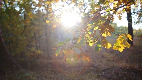 Closeup red dry oak tree branch in a sunlight, autumn forest scene Stock Footage 117167919