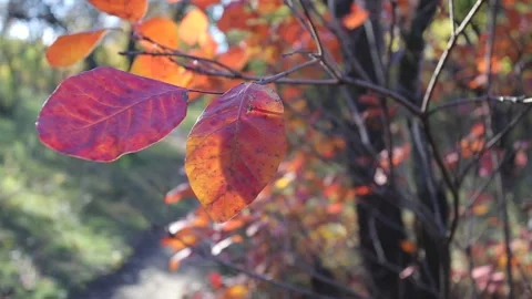 Closeup red dry tree branch with red leaves in a forest Stock Footage 143650261