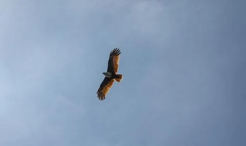 Closeup of Red Eagle flying over the blue sky Stock Photos