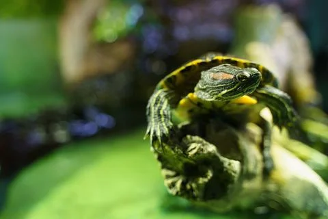 Closeup. Red ear turtle sitting on snag in aquarium. Bright green background Stock-Fotos