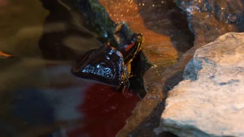Closeup of a red eared slider turtle climbing ashore, popular tropical reptil Stock Footage 125091650