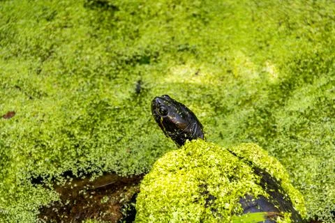 Closeup of Red Eared Slider Turtle Covered with Bright Green Duckweed in a Pond Stock Photos