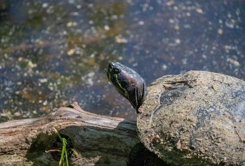 Closeup of Red Eared Slider turtle with fish hook in mouth Stock Photos