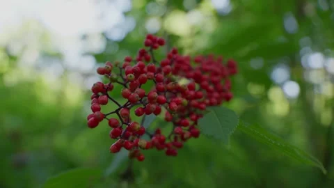 Closeup of red elderberry fruit in forest during summer day. Stock Footage 311833272