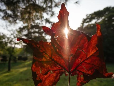 Closeup of red fall leaf with sun rays Stock Photos
