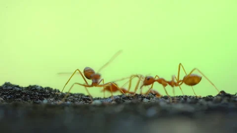 Closeup Red Fire Ants Interacting on Concrete Surface Green Background Stock Footage 340562505