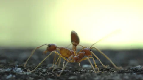 Closeup Red Fire Ants Interacting on Concrete Surface Green Background Stock Footage 340562592