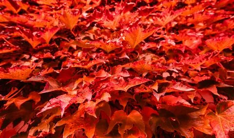 Closeup of red five-leaved ivy background Stock Photos
