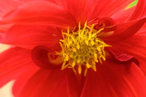 Closeup of red flower. Inside view of bloom. Stock Photos