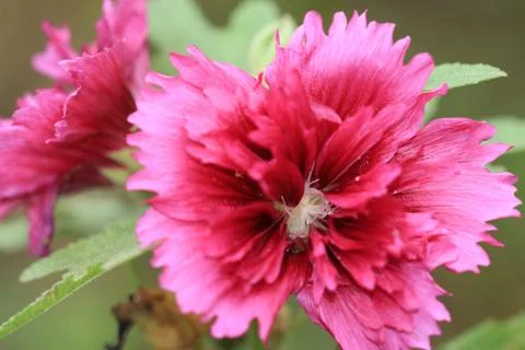 Closeup of red flower Stock Photos