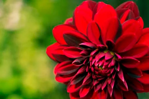 Closeup on red flower Stock Photos