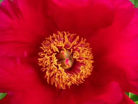 Closeup of a red flower Stock Photos