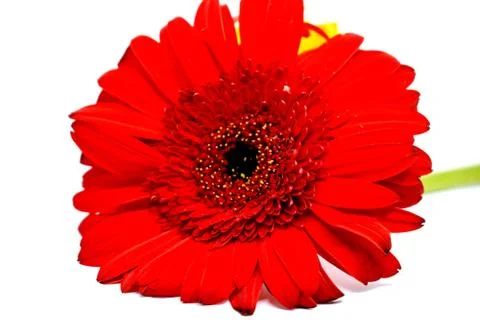 Closeup of Red Flower Stock Photos