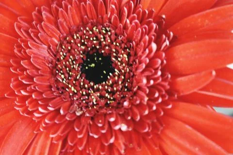 Closeup of Red Flower Stock Photos