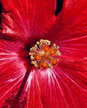Closeup of a Red Flower Foto stock