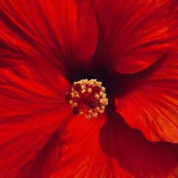 Closeup of a Red Flower Foto stock