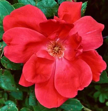 Closeup of a Red Flower Foto stock