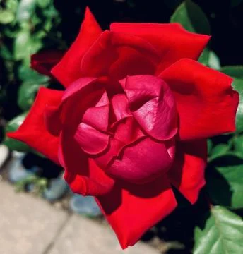 Closeup of a Red Flower Foto stock