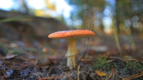 Closeup red flyagaric mushroom in a forest Video stock 118706183