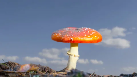 Closeup red flyagaric mushroom in forest, natural outdoor  time lapse scene Vídeos de archivo 194164115