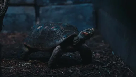 Closeup Of Red-footed Tortoise Crawling Inside Its Cage In The Zoo. Stock Footage 244114604
