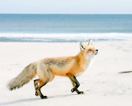 Closeup of red fox on beach with breaking waves in background Stock Photos