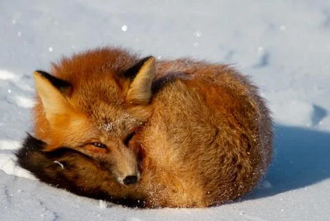 Closeup of a red fox or Vulpes vulpes curled up in a snowbank near Churchill Stock Photos