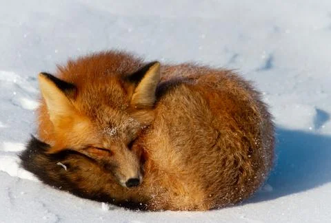 Closeup of a red fox or Vulpes vulpes curled up in a snowbank near Churchill Stock-Fotos