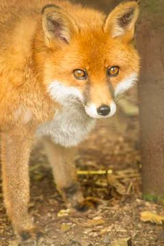 Closeup of a red fox Stock Photos