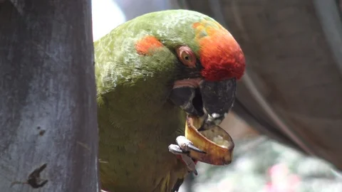Closeup of red fronted macaw parrot perched on a tree branch eating a 스톡 동영상 106843246