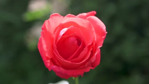A closeup of a red garden rose surrounded by greenery in a field Stock Footage 133218147