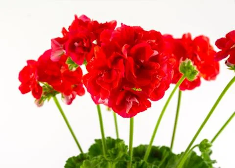 Closeup of red geranium Stock-Fotos