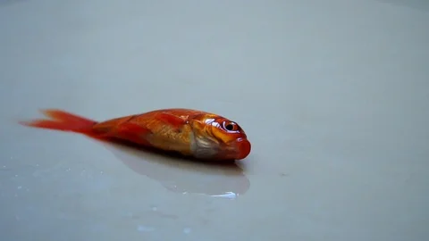 Goldfish Jump Stock Videos – Royalty-Free HD & 4K Videos | Pond5