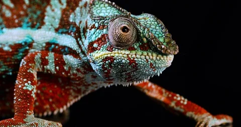 Closeup Of Red, Green And Blue Panther Chameleon Moving Its Eyes Stock Footage