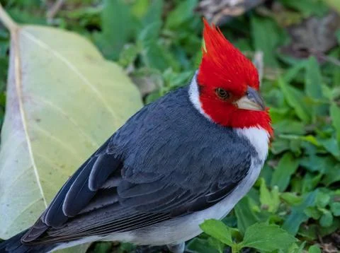 Closeup of a Red Headed Cardinal 写真素材