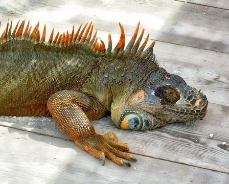 Closeup of a Red Iguana Stock Photos