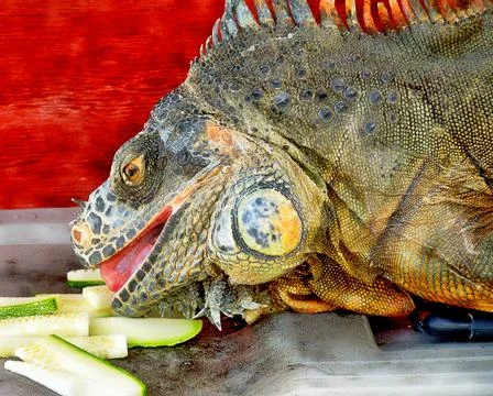 Closeup of a Red Iguana Stock Photos