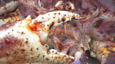 Closeup of red king crab protecting himself from camera by his claw, Slow mo Stock Footage 112324975