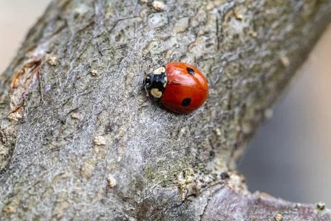 Closeup of a red ladybug crawling on tree bark. Stock Photos