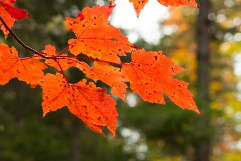 Closeup of Red Leaves 스톡 사진
