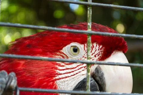 Closeup Red macaw bird Stock Photos