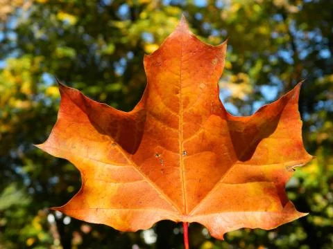 Closeup of a red maple leaf on a blurred background Stock Photos