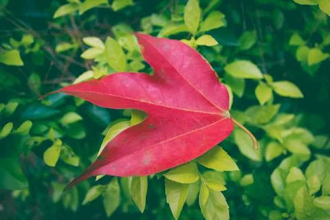 Closeup red maple leaf fall on green tree background. vignette style. Stock Photos