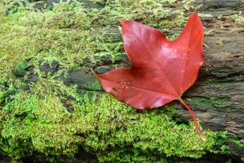 Closeup red maple leaft Stock Photos
