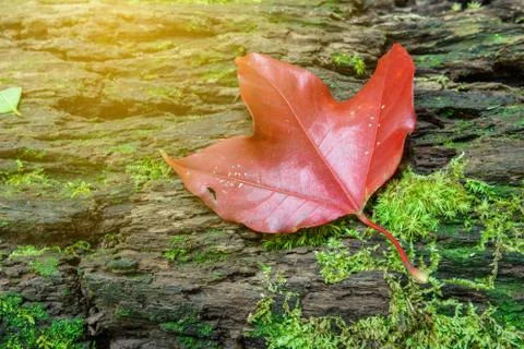 Closeup red maple leaft Stock Photos
